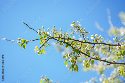 a branch of a blossoming tree