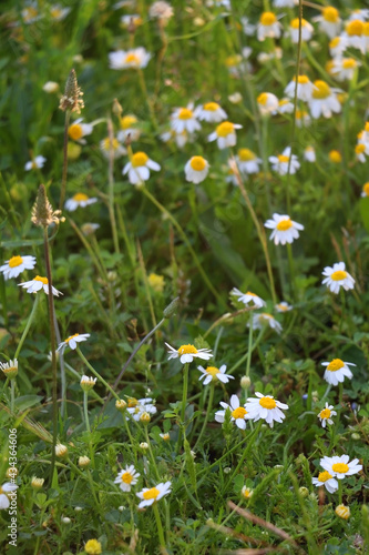 Chamomile flowers growing in a meadow. Selective focus.