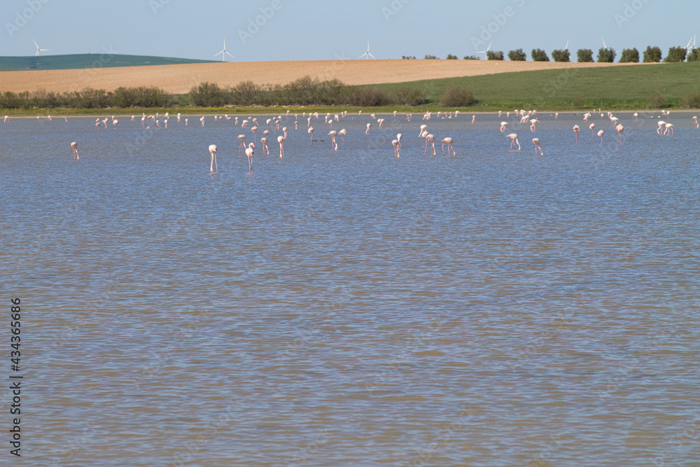 Group of flamingos, scientific name phoenicopteridae, in a protected lagoon in spain after a long migratory journey. Olive trees and windmills can be seen in the background. Pink bird.