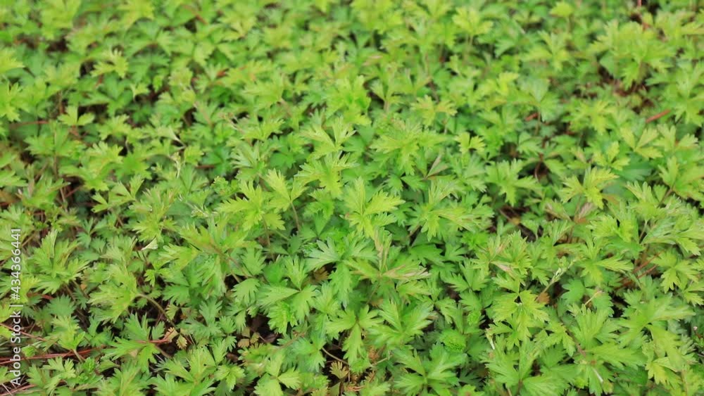Creeping Potentilla in the garden, North China Creeping Potentilla in the garden, North China