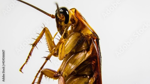 Big cockroach isolated on white and close-up rotation. 4k video. photo