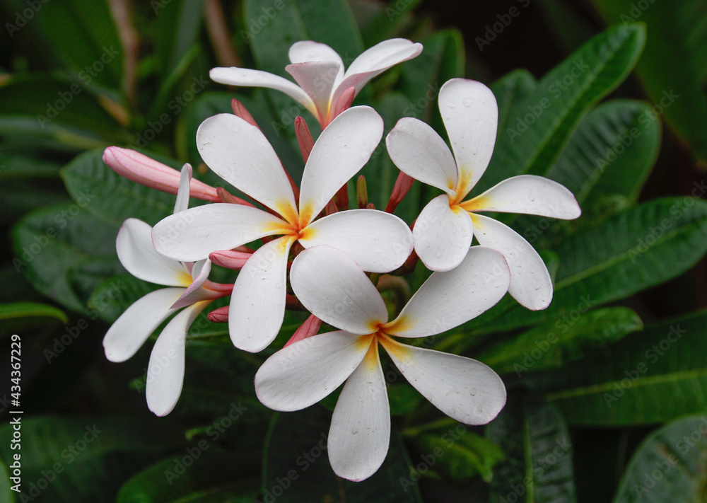Fototapeta premium Plumeria Rubra or also known as Frangipani
