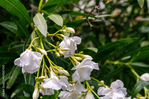 Nerium oleander pertenece a la familia Apocynaceae
