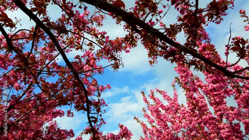 Pink flowers on the trees of flowering Sakura. Cherry blossom. Pink flowers on the trees of flowering Sakura. Cherry blossom.