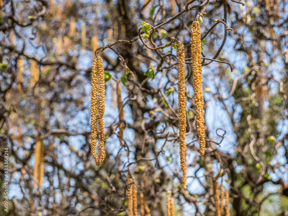 Naklejka premium Catkin hanging from a branch of Corylus avellana tree also known as common hazel