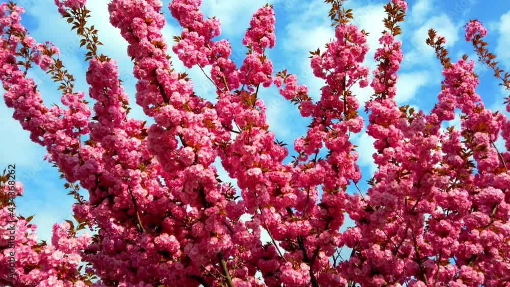 Pink flowers on the trees of flowering Sakura. Cherry blossom. Pink flowers on the trees of flowering Sakura. Cherry blossom.