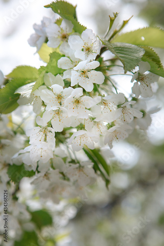 Spring apple tree flowers close-up