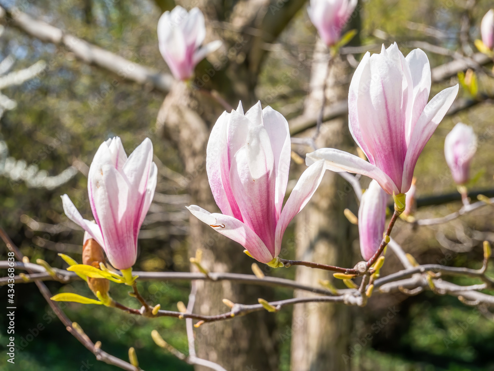 Fototapeta premium Magnolia × soulangeana pink purple flower blossom in the spring