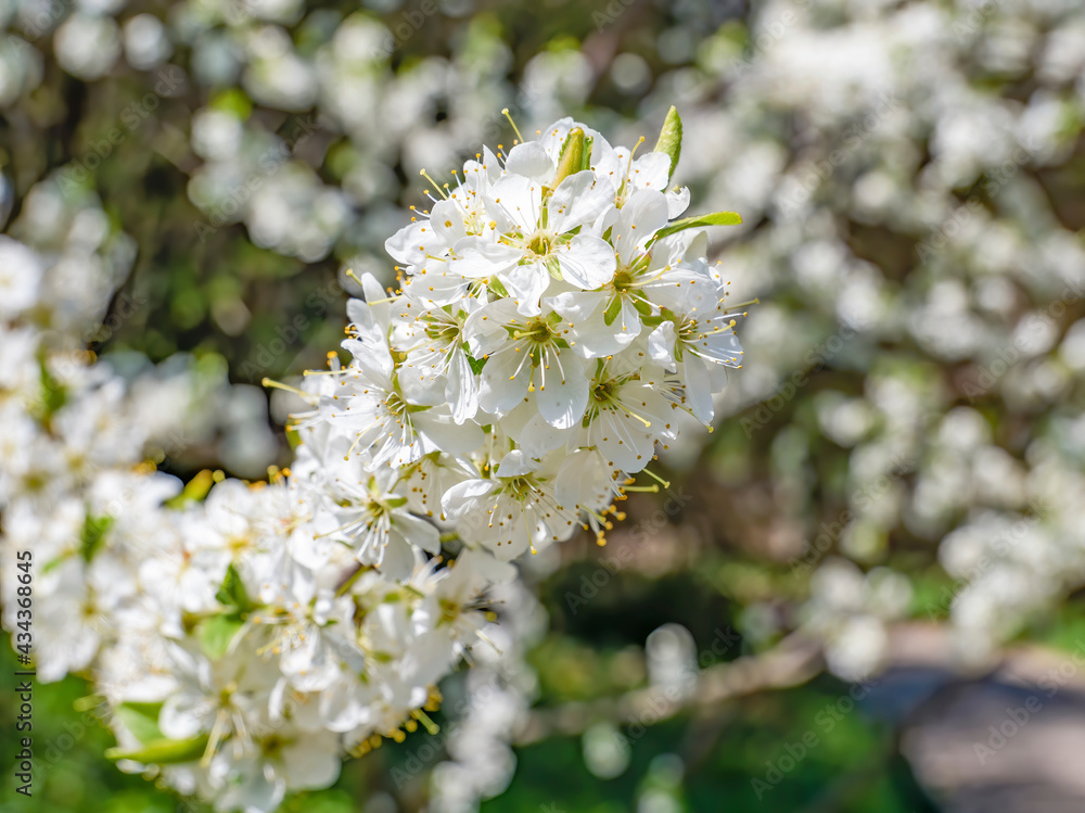 Prunus spinosa, called blackthorn or sloe flower plant blossom in the spring. Prunus spinosa, called blackthorn or sloe flower plant blossom in the spring.