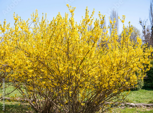 Forsythia suspensa flowers plant blooming  announcing the beginning of spring.