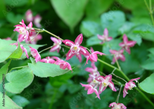 Wallpaper Mural Epimedium rubrum flowers or flower elves, macro photography, selective focus, blurred background, horizontal orientation. Torontodigital.ca