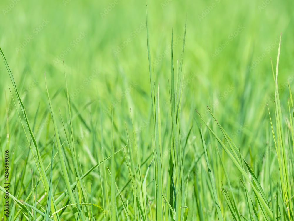 Natural fresh green blades of grass texture background Natural fresh green blades of grass texture background