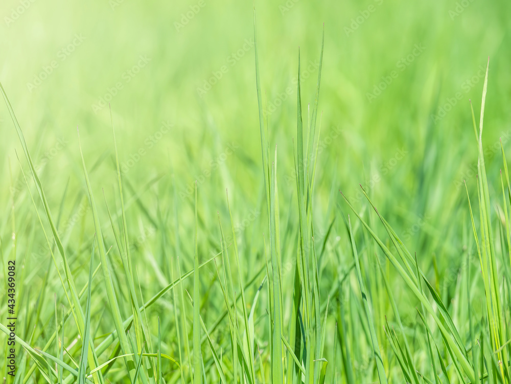 Natural fresh green blades of grass texture background Natural fresh green blades of grass texture background