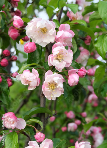 Blooming apple tree (Malus spectabilis), selective focus, blurred background, vertical orientation.