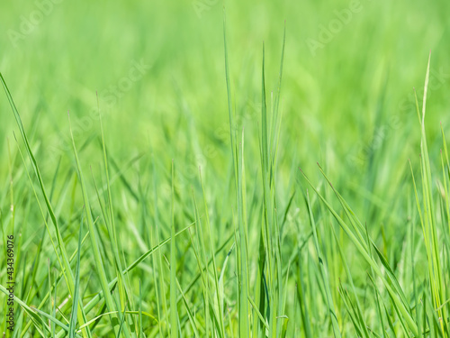 Natural fresh green blades of grass texture background