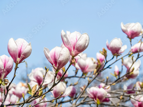 Magnolia    soulangeana pink purple flower blossom in the spring