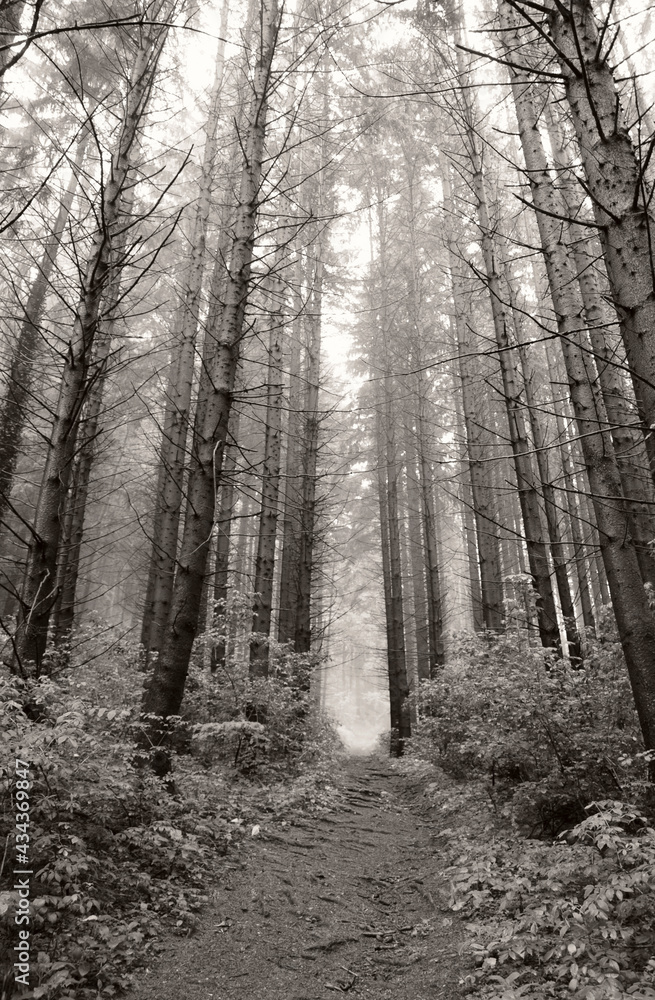 Naklejka premium Unknown path into the forest