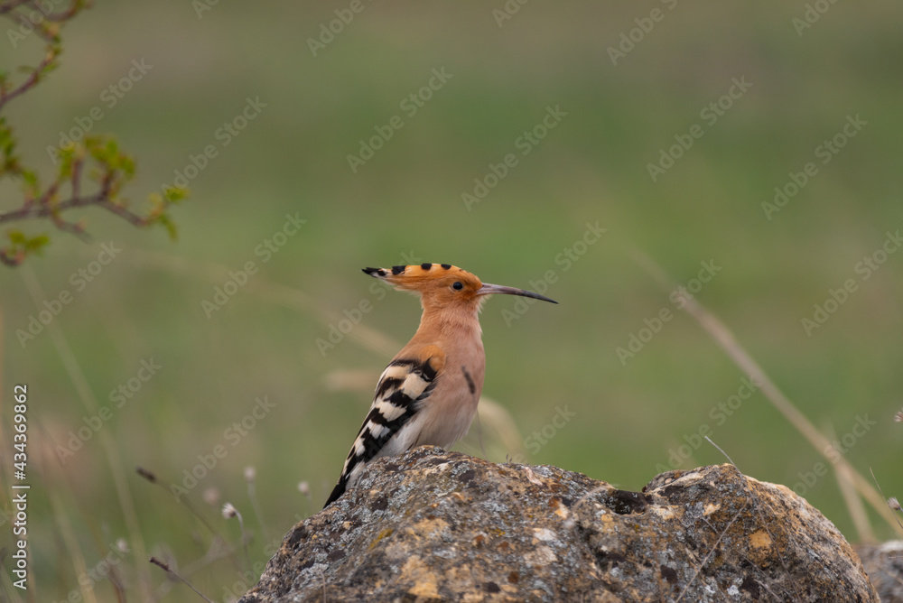 Fototapeta premium Bird Hoopoe Upupa epops, in the wild