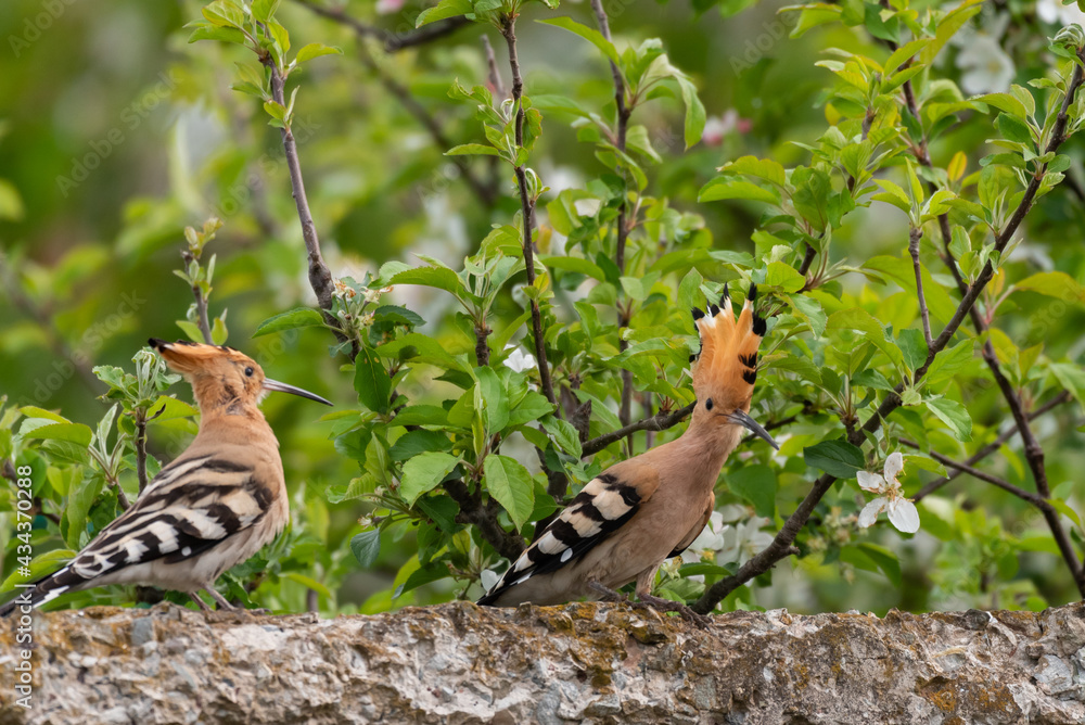 Two Hoopoe Upupa epops, in the wild Two Hoopoe Upupa epops, in the wild
