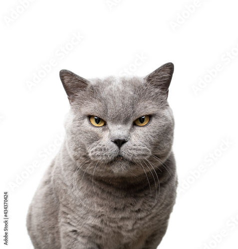 big blue british shorthair cat looking at camera angry portrait on white background
