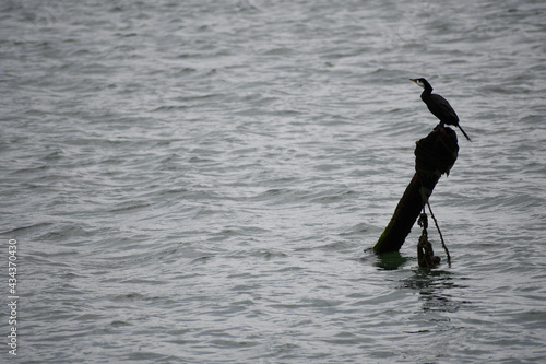 Silhouette of a bird on an abandoned mooring post