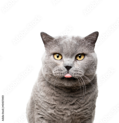 blue british shorthair cat portrait on white background