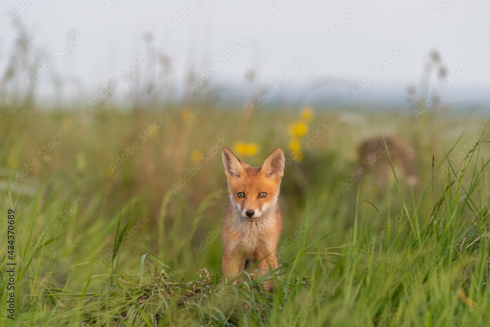 Portrait of a red fox cub Vulpes vulpes in the wild