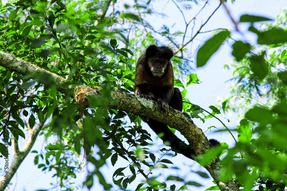 Macaco Macaco