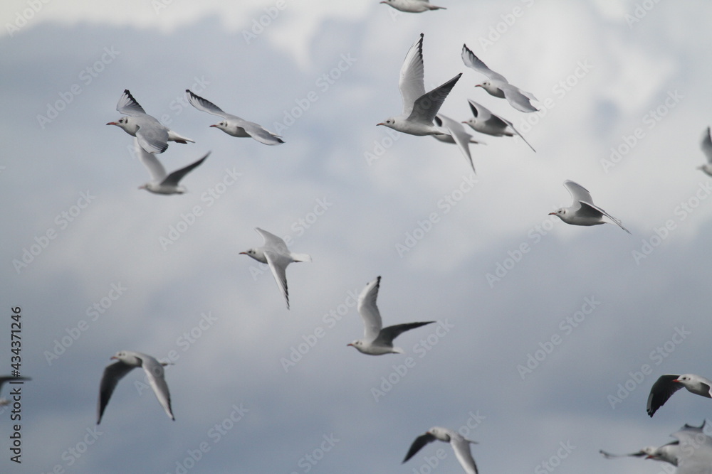 Obraz premium Schwarm Seeschwalben