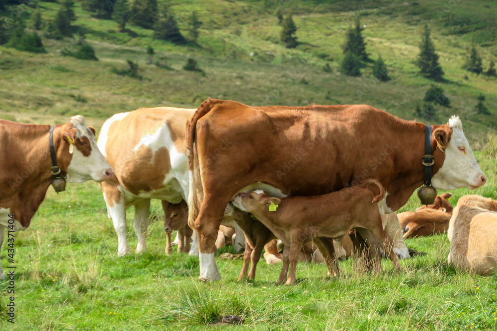 A small brown calf drinking milk from its mother on the pasture in Austrian Alps. There are other cows grazing on the meadow in the back. Natural habitat of domestic animals.  Serenity and calmness