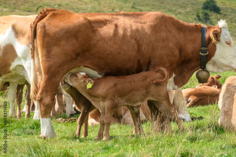 A small brown calf drinking milk from its mother on the pasture in Austrian Alps. There are other cows grazing on the meadow in the back. Natural habitat of domestic animals. Serenity and calmness A small brown calf drinking milk from its mother on the pasture in Austrian Alps. There are other cows grazing on the meadow in the back. Natural habitat of domestic animals. Serenity and calmness