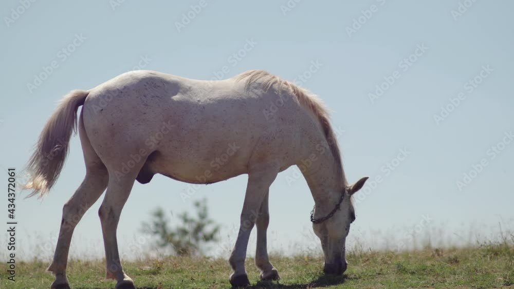 White ranch horse grazing on the meadow in the mountain valley, beautiful mountain landscape with horse against the blue sky White ranch horse grazing on the meadow in the mountain valley, beautiful mountain landscape with horse against the blue sky
