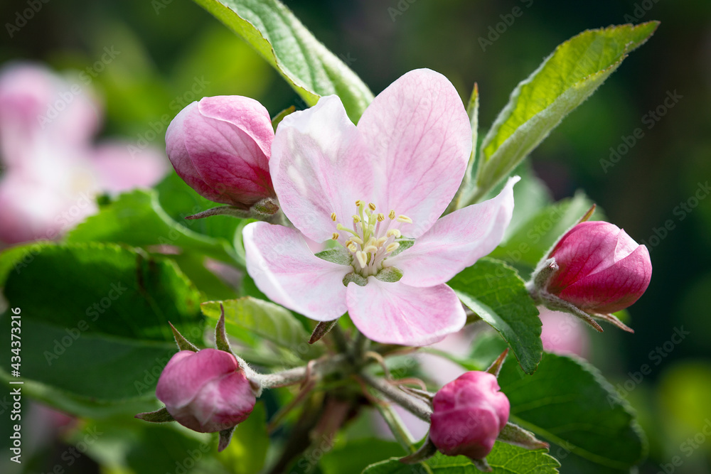 Flowers and buds of an apple tree on a blurred background in sunny weather, spring background. Beautiful garden in spring Flowers and buds of an apple tree on a blurred background in sunny weather, spring background. Beautiful garden in spring
