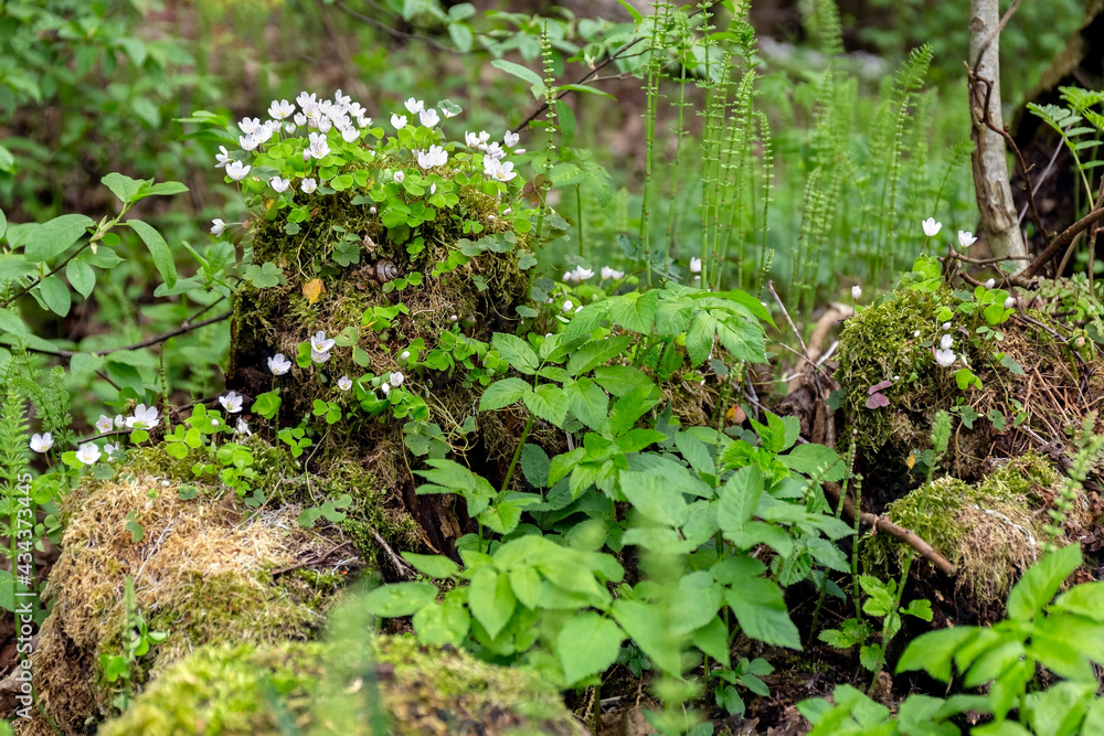 White forest flowers grow on an old mossy tree stump. Forest plants. White forest flowers grow on an old mossy tree stump. Forest plants.