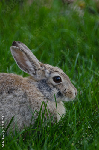 A rabbit sits in dark green grass.