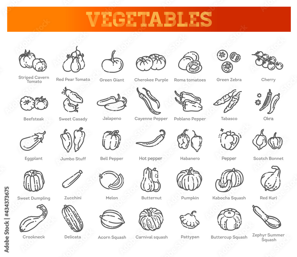 Vector collection with various kind of tomatoes, peppers, squashes and other vegetables