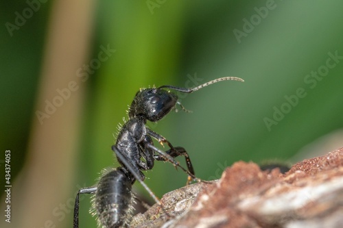 Black ant on foreground in the forest