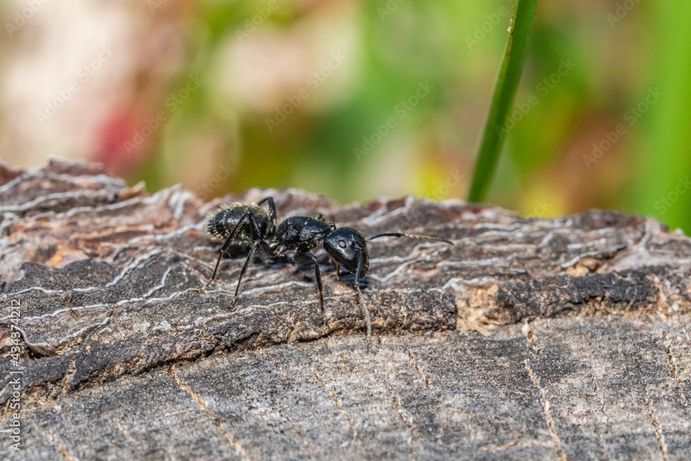 Black ant on foreground in the forest Black ant on foreground in the forest