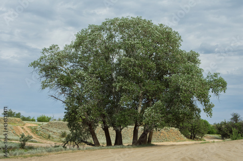 The way to the village. Tall old aspen trees (Latin: Populus tremula) at the fork of the country road. Rural landscape.