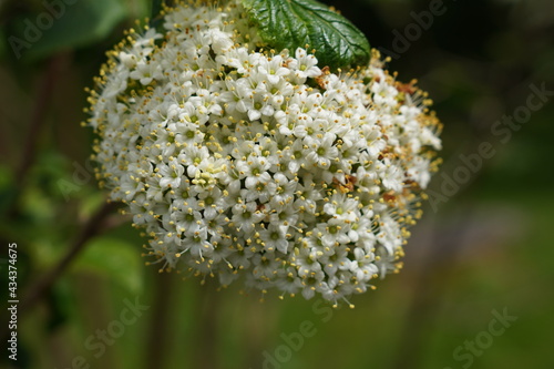 White tiny flowers