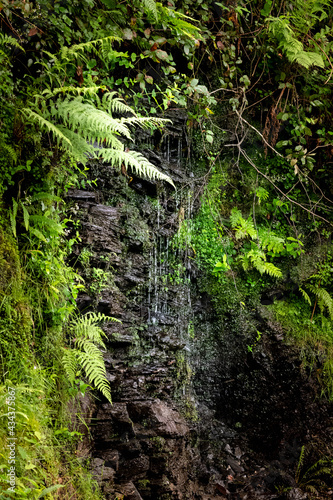 Forest waterfall surrounded by ferns and greens