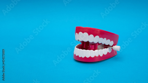 Modeling tooth and gum toys on a blue background.
