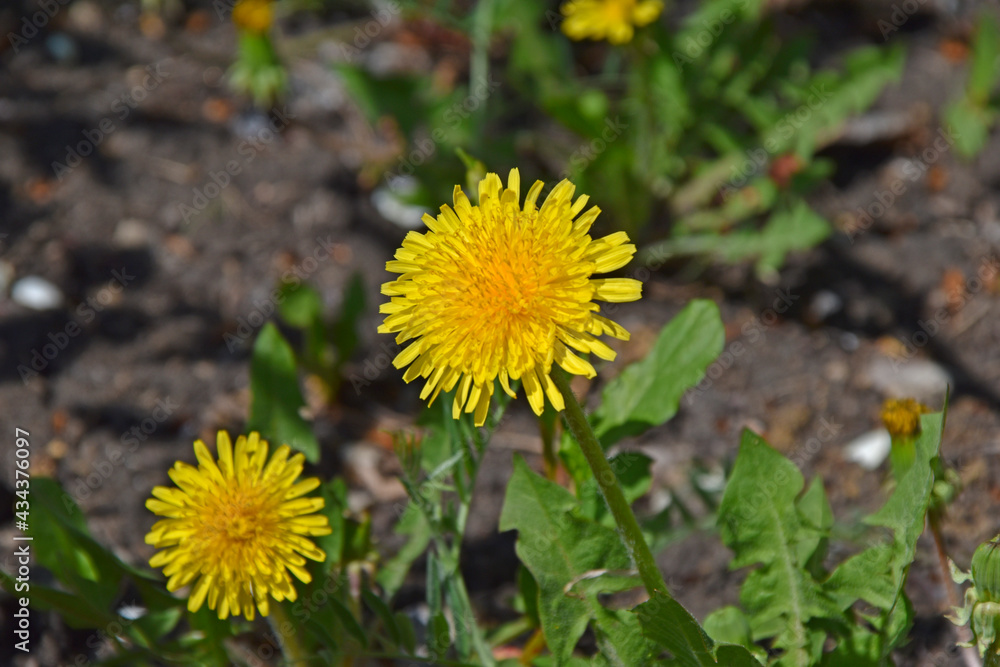 Yellow dandelions on a green field in the garden Yellow dandelions on a green field in the garden