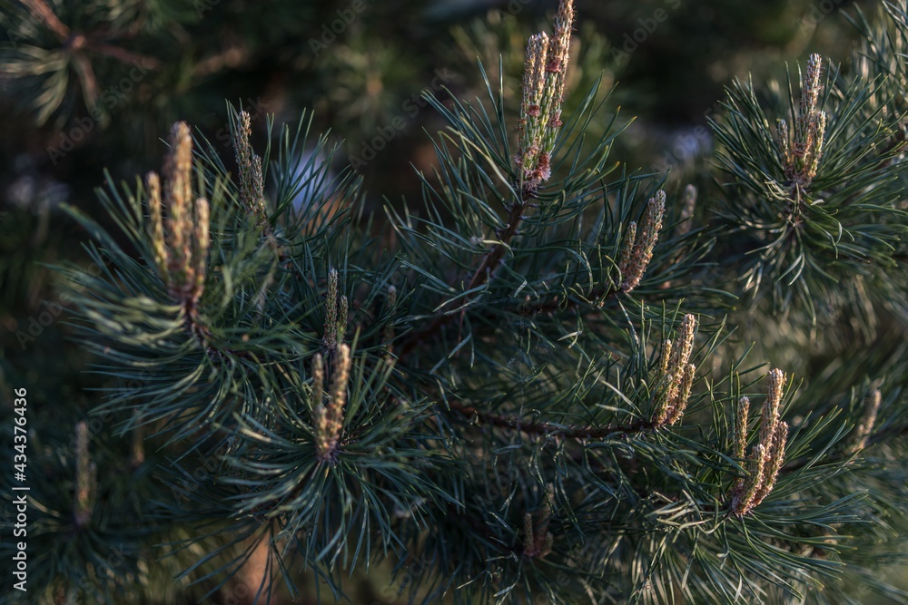 Overgrown shoots of young pine Overgrown shoots of young pine