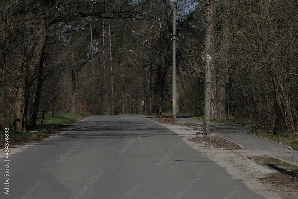 Fototapeta premium Empty asphalt road in the forest