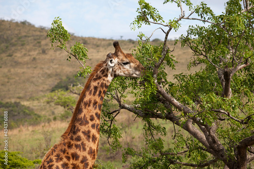 giraffe camelopardalis in t...
