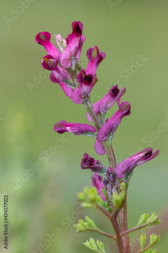 Macro shot of flowers on a common fumitory  fumaria officinalis  plant