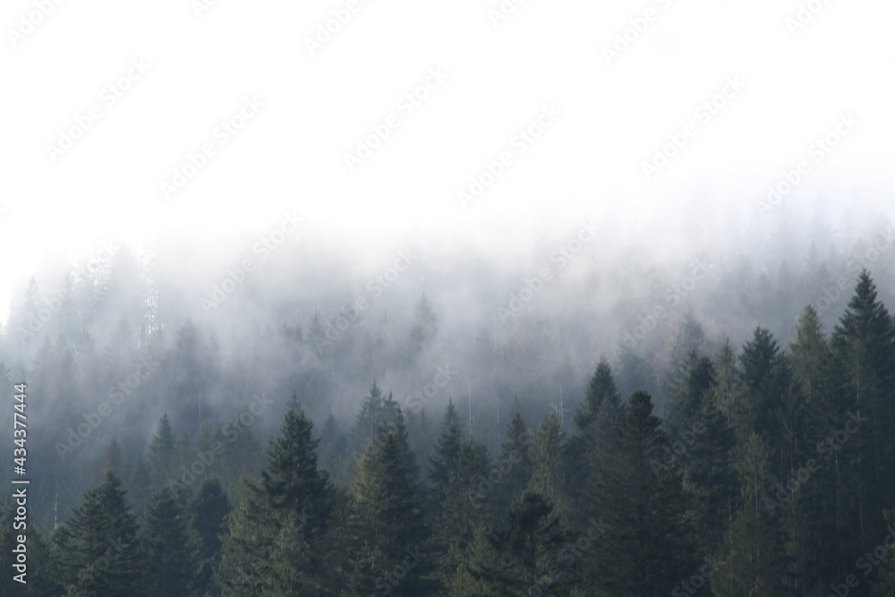 landscape photography, morning mountain forest in the early morning, Ukraine Carpathians 