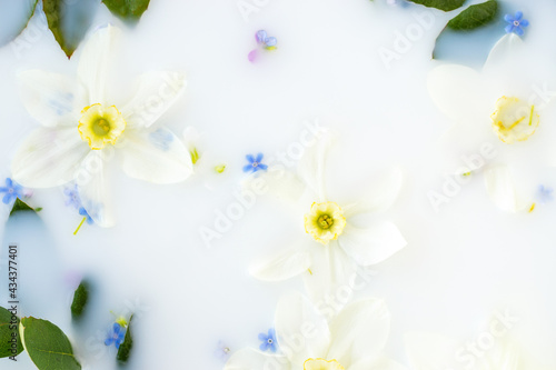 Creative floral background.Daffodil and forget-me-not flowers floating in milk.Top view,selective focus.