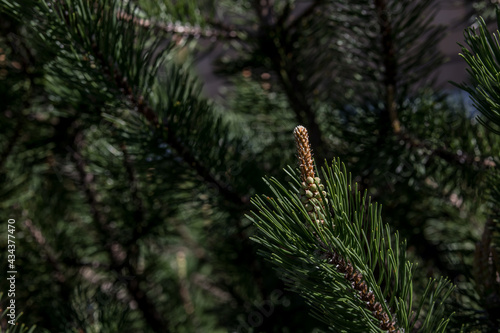 Overgrown shoots of young pine